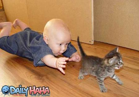un bb et un chat