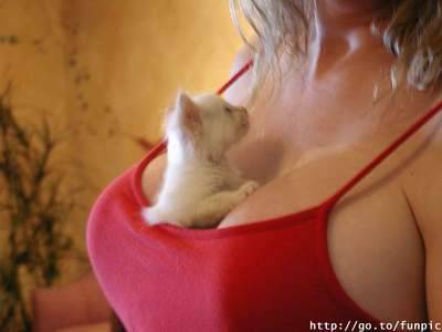 un chat dans les sein d'une dame chapeau